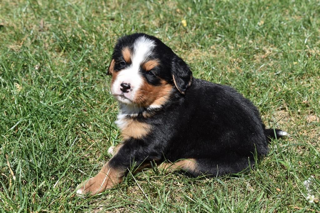 Prachtige boulab pups, Dieren en Toebehoren, Honden | Niet-rashonden, Parvo, 8 tot 15 weken, Groot, Meerdere