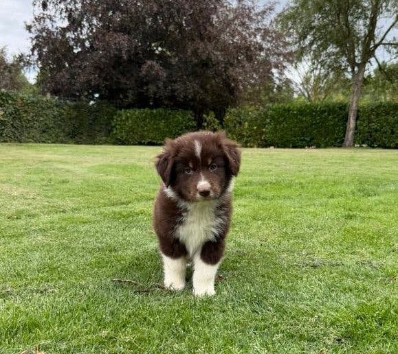 Australian Shepherd x Border Collie pup (reutje), Dieren en Toebehoren, Parvo, Nederland, Overige rassen, 8 tot 15 weken