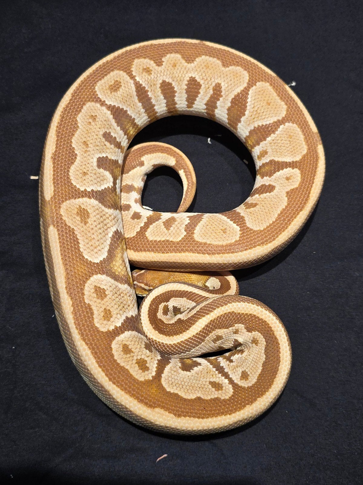 1.0 bongo ultramel Ball Python - male for sale from martijn