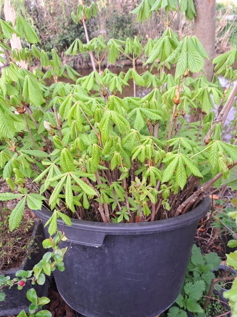 Grote bak met ruim 100 kastanjebomen - Ideaal voor bonsai, Tuin en Terras, Planten | Bomen, Ophalen