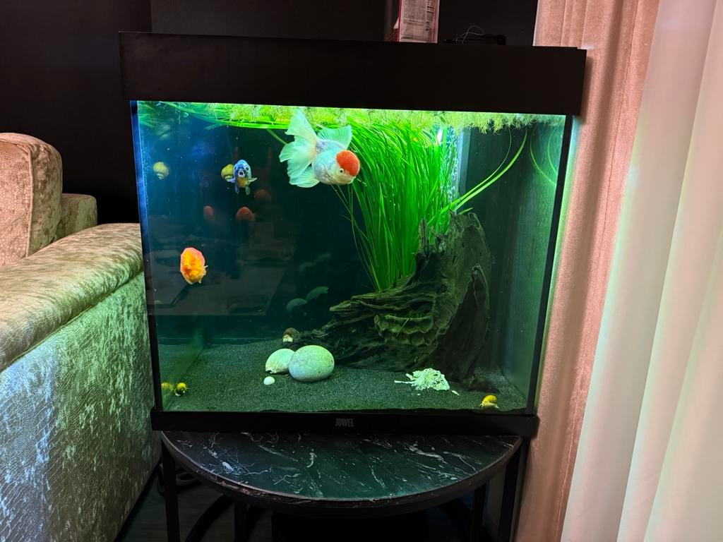 Aquarium complete set, Ophalen, Zo goed als nieuw, Gevuld zoetwateraquarium