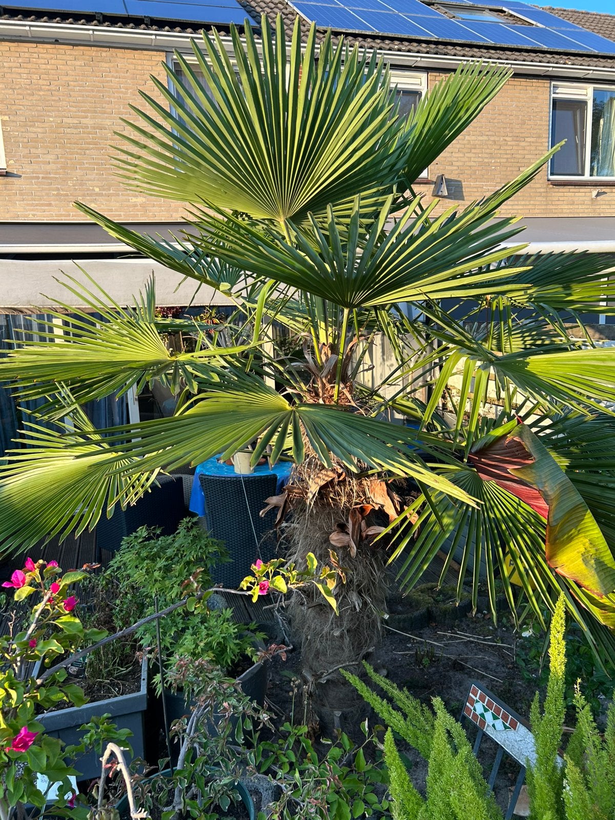 Trachicarpus fortunei palm, Tuin en Terras, Planten | Bomen, Palmboom, 100 tot 250 cm, Volle zon, Bloeit niet, Ophalen