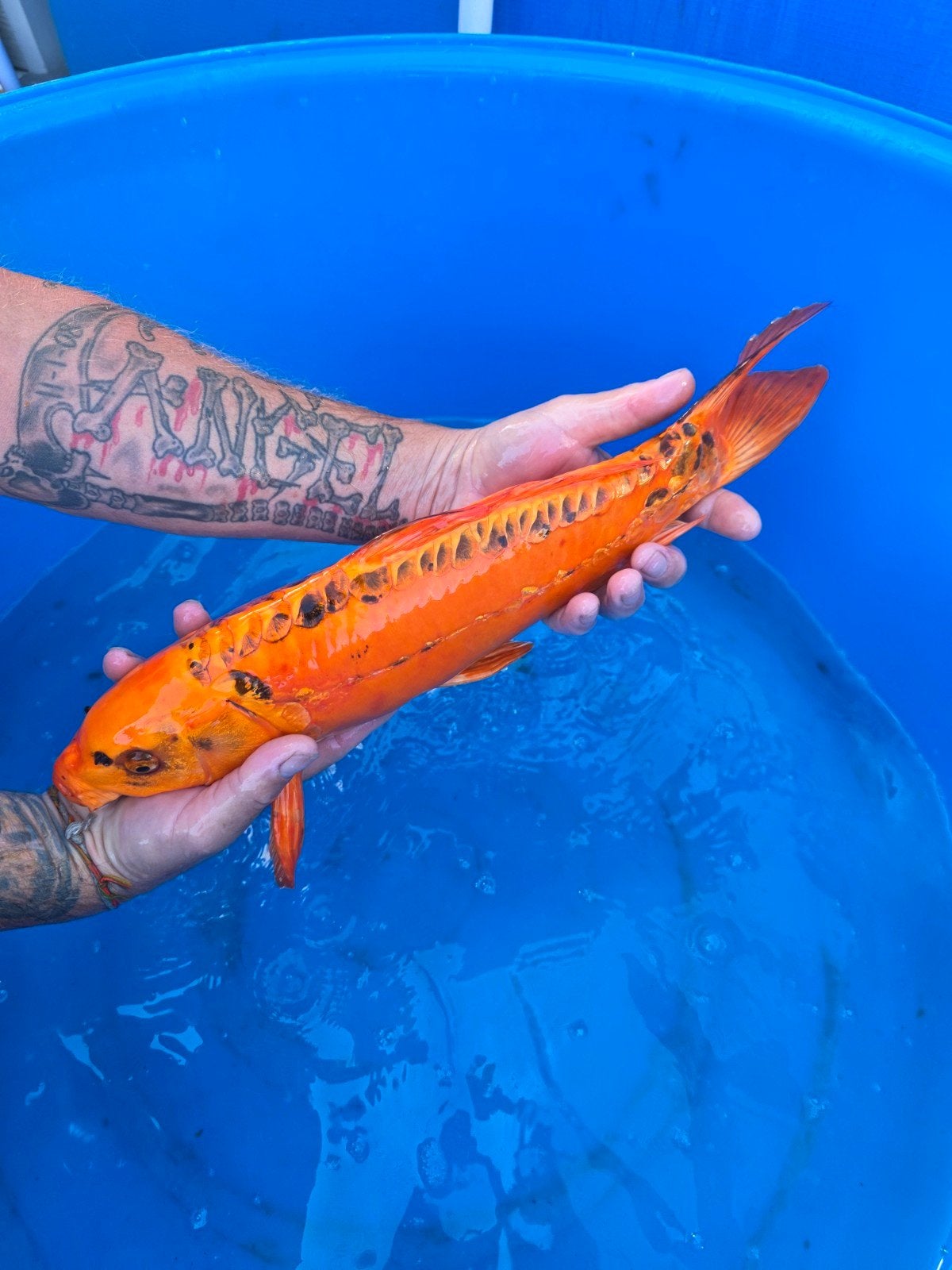 Mizuho Ogon koi plusminus 50 cm, Dieren en Toebehoren, Vissen | Vijvervissen, Karper of Koi