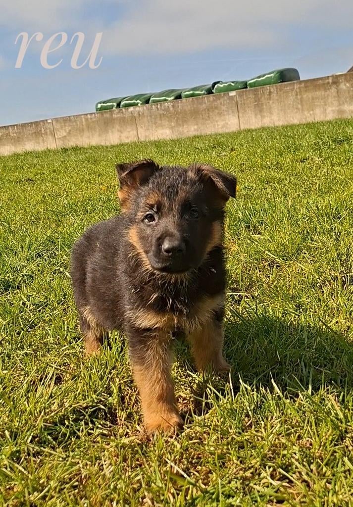 Duitse Herder pups, 8 tot 15 weken, Parvo, Meerdere, Meerdere dieren