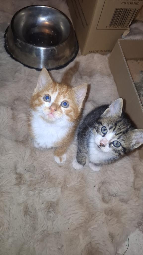Nog 1 zeer goed gesocialiseerd cyperse kater, Meerdere dieren, Kortharig, 0 tot 2 jaar