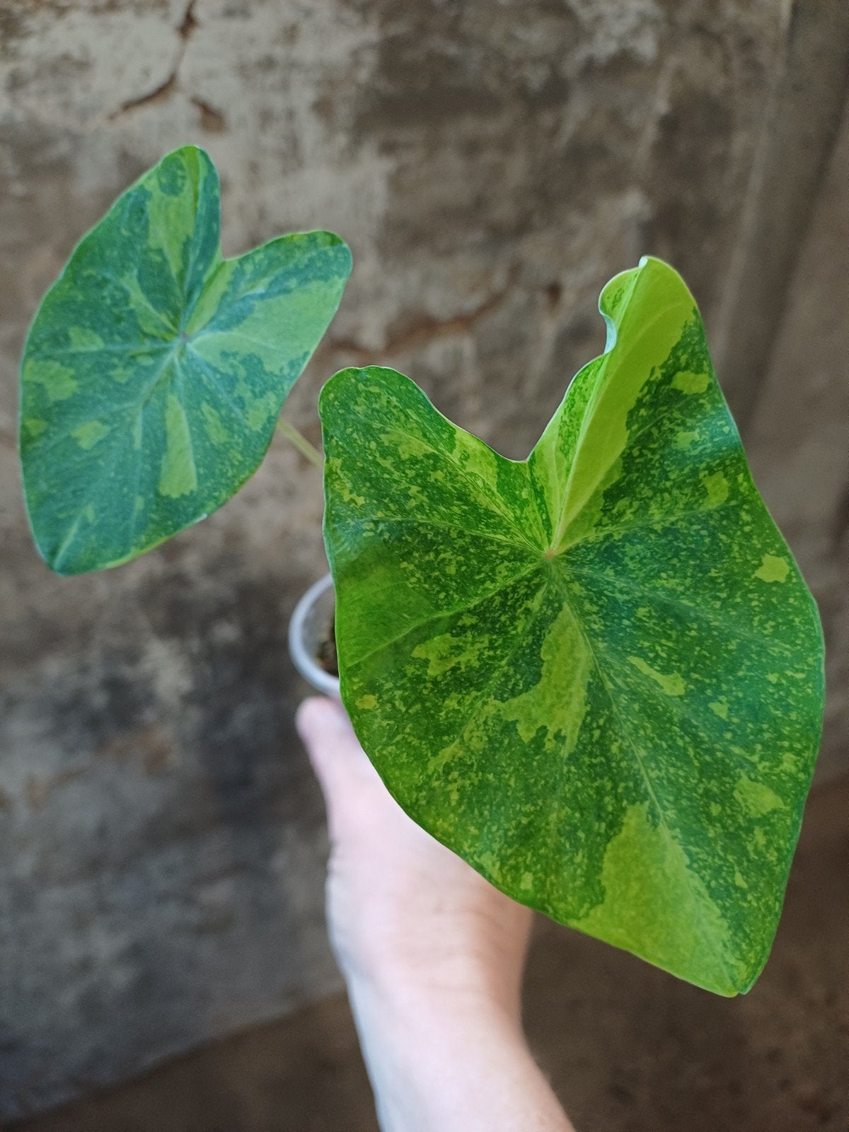 Colocasia lemon lime Gecko, Ophalen of Verzenden, Halfschaduw, Minder dan 100 cm