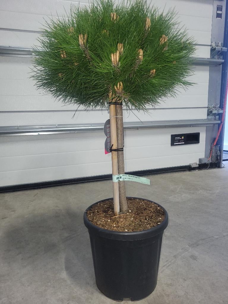 Pinus Marie Bregeon op stam, Tuin en Terras, Bloeit niet, Overige soorten, Minder dan 100 cm, Ophalen