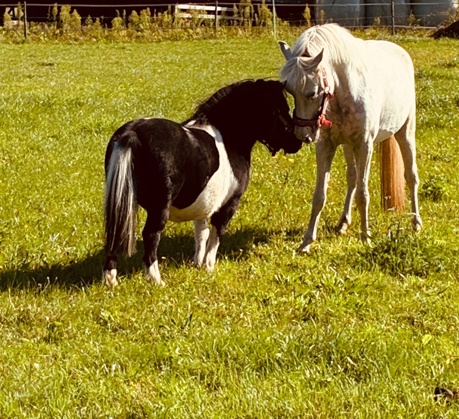 Gezocht verzorger/ verzorgpony, Dieren en Toebehoren, Ophalen