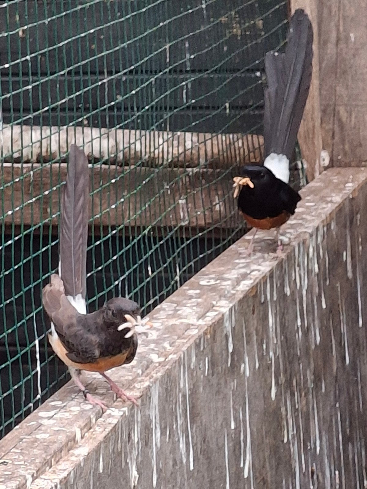 te koop schamalijsters, Meerdere dieren, Geringd
