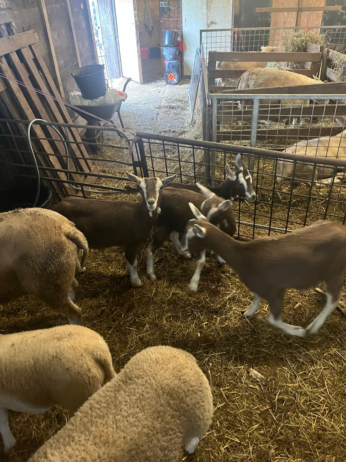 Jonge toggenburger geiten, Dieren en Toebehoren, Schapen, Geiten en Varkens, Vrouwelijk, Geit