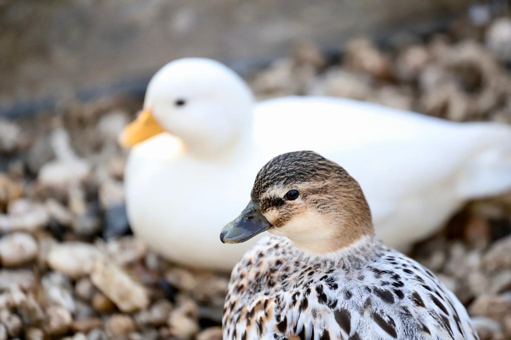 Oud-Hollandse kwaker | Gezonde siereenden | Deskundig advies, Dieren en Toebehoren, Meerdere dieren, Eend