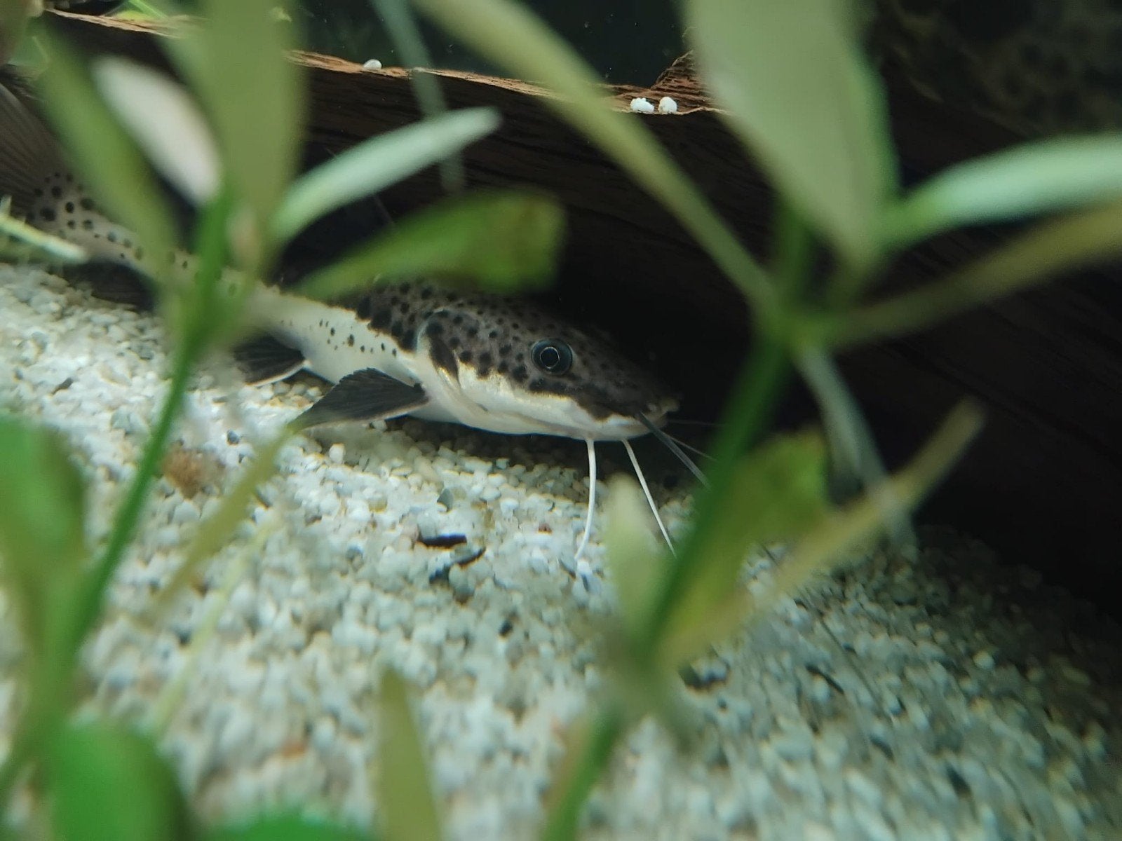 Mooie tijgerroodstaartmeerval 10 cm, Vis, Zoetwatervis
