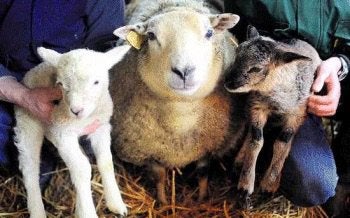 Weide gezocht voor schapen en geiten, Weidegang