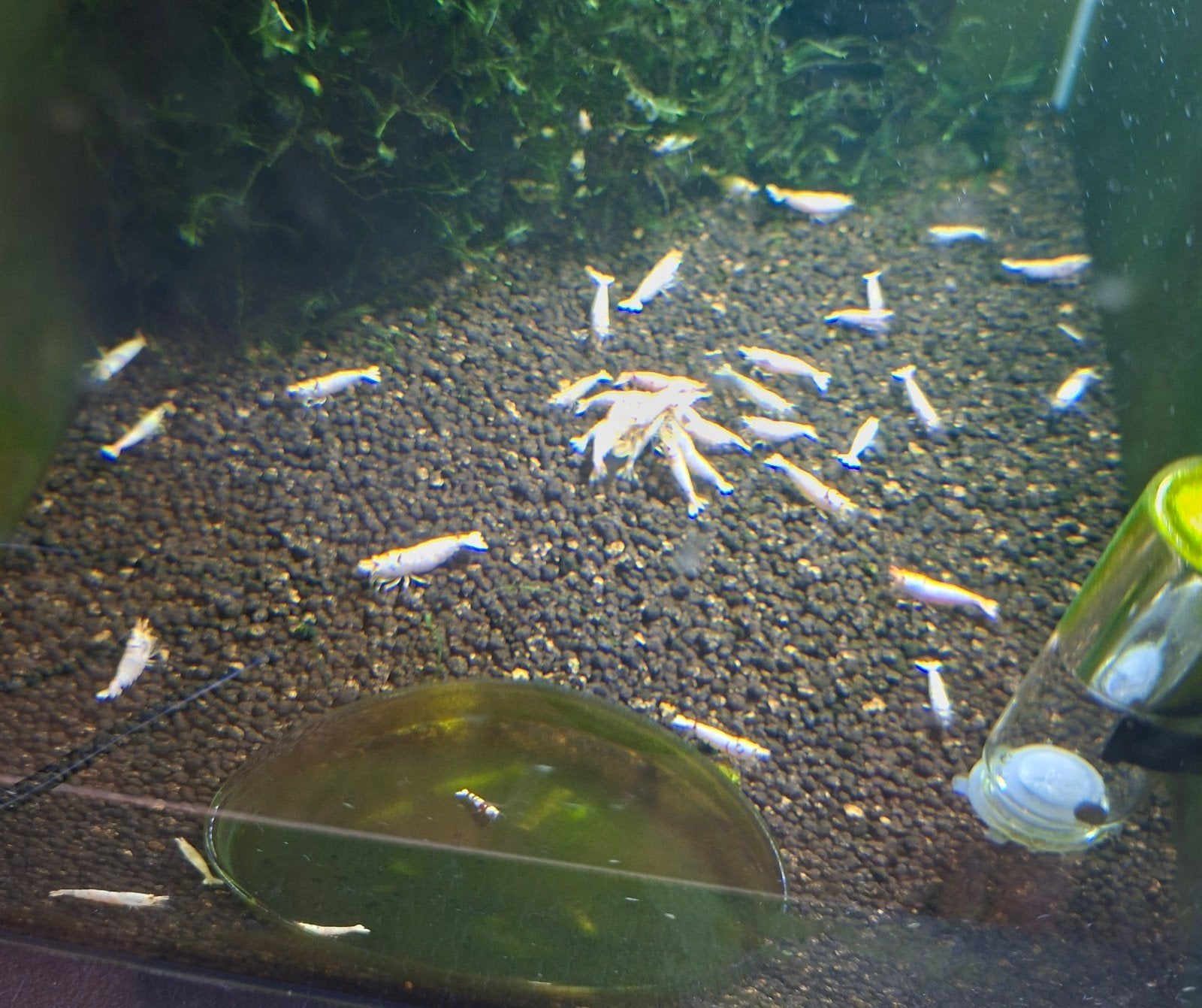 Crystal Red voornamelijk wit, Dieren en Toebehoren, Vissen | Aquariumvissen, Kreeft, Krab of Garnaal