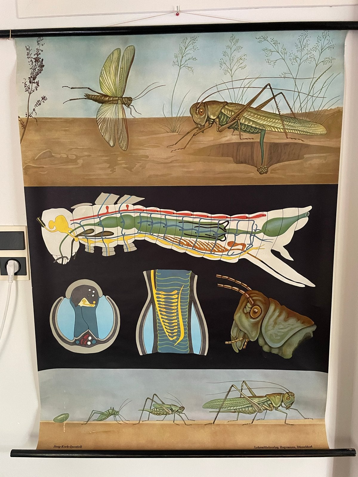 Schoolplaat sprinkhaan - Jung-Koch-Quentell, Ophalen of Verzenden, Natuur en Biologie