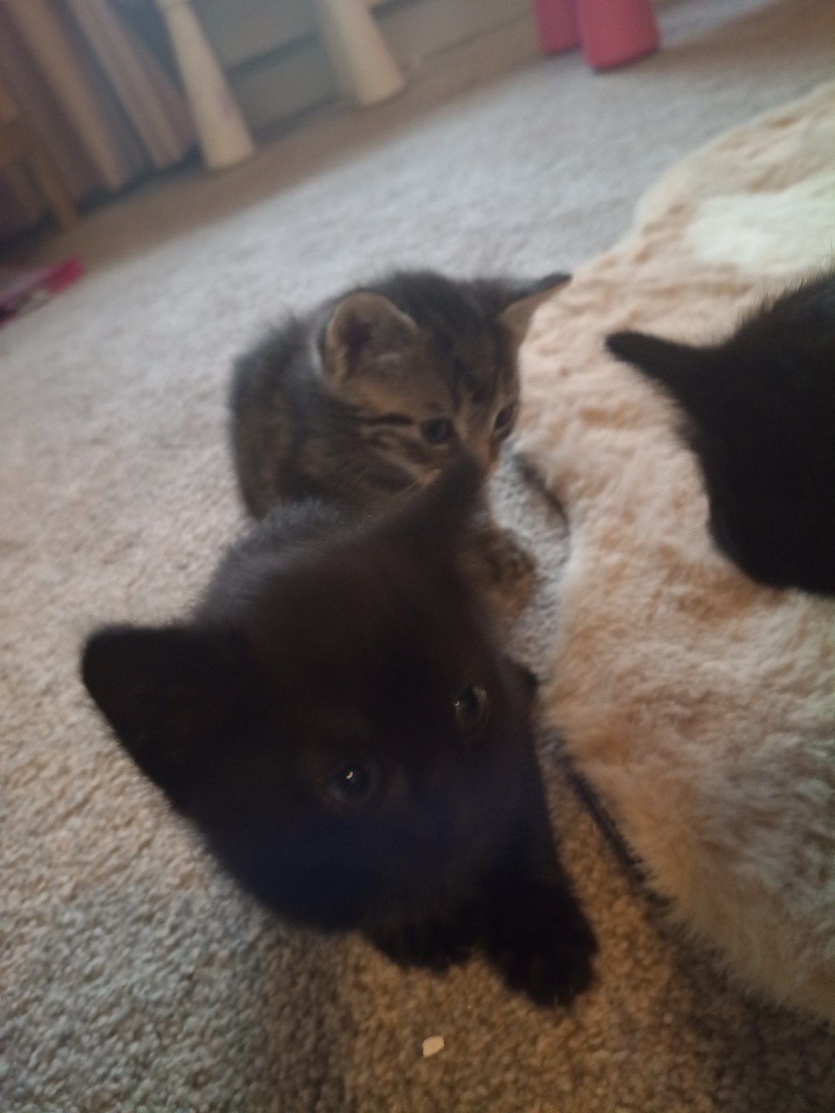 Kittens