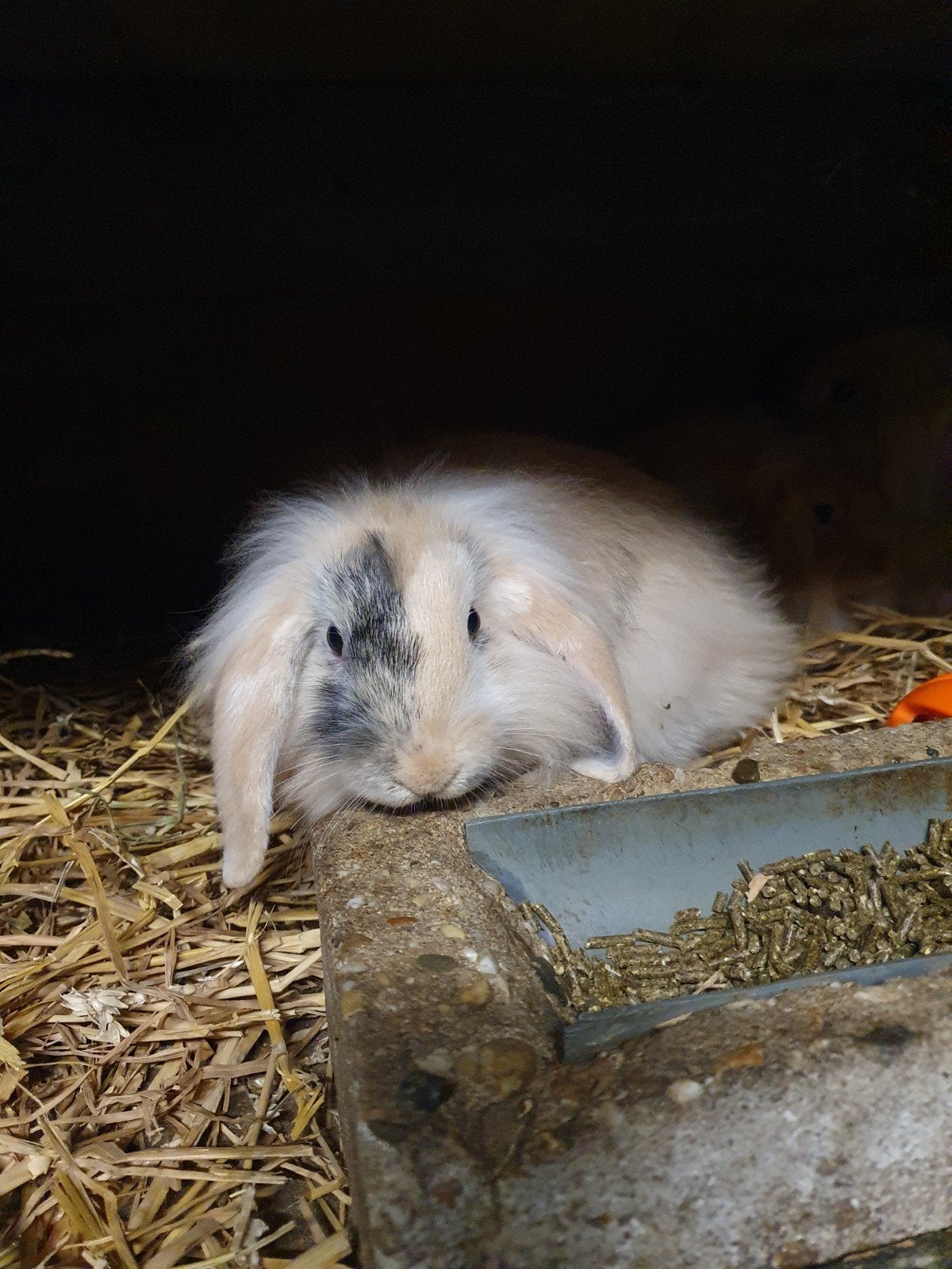 NDH konijntjes!, Dieren en Toebehoren, Meerdere dieren, Middelgroot, Hangoor, 0 tot 2 jaar