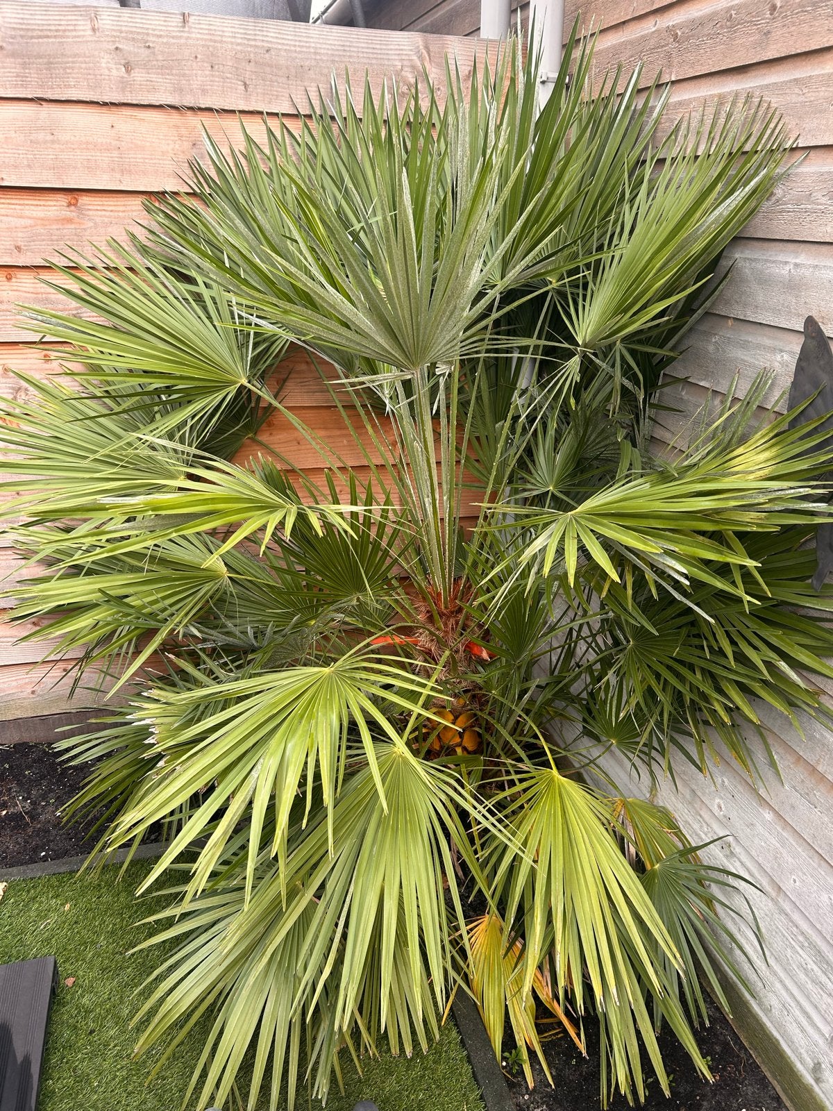 Mooie Palmboom, Tuin en Terras, Volle zon, Vaste plant, Bloeit niet, Ophalen