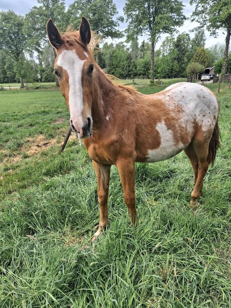 Bonte tweejarige stamboek Dpony hengst, Dieren en Toebehoren, Pony's, Hengst, Onbeleerd, D pony (1.37m tot 1.48m), 0 tot 2 jaar