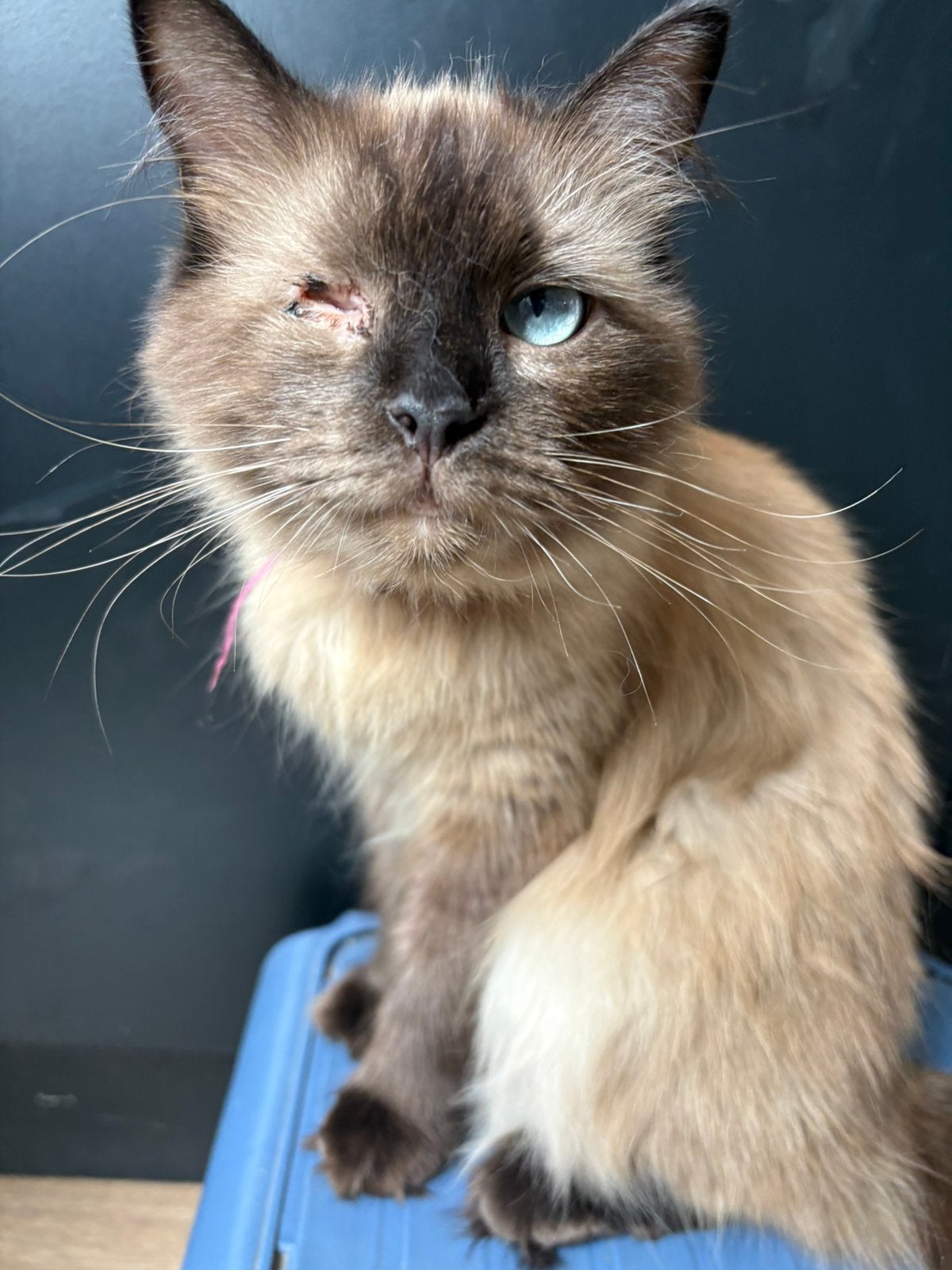 Herplaatsing ragdolls, Meerdere dieren, Gechipt, 0 tot 2 jaar