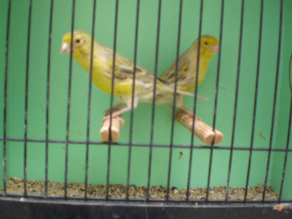 div. kanarie,s, Dieren en Toebehoren, Vogels | Kanaries, Meerdere dieren, Zangkanarie