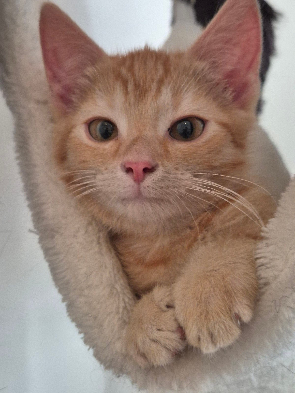 lieve kittens te koop, Dieren en Toebehoren, Katten en Kittens | Overige Katten, Meerdere dieren, Kortharig, 0 tot 2 jaar