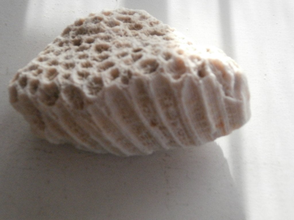 fossielen, Ophalen of Verzenden, Fossiel