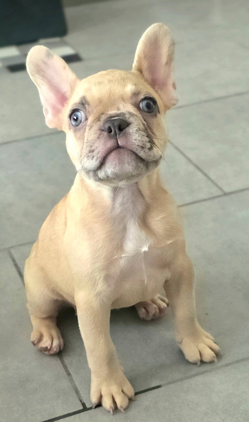 Franse bulldog teef pup, Parvo, 8 tot 15 weken, Teef, Bulldog