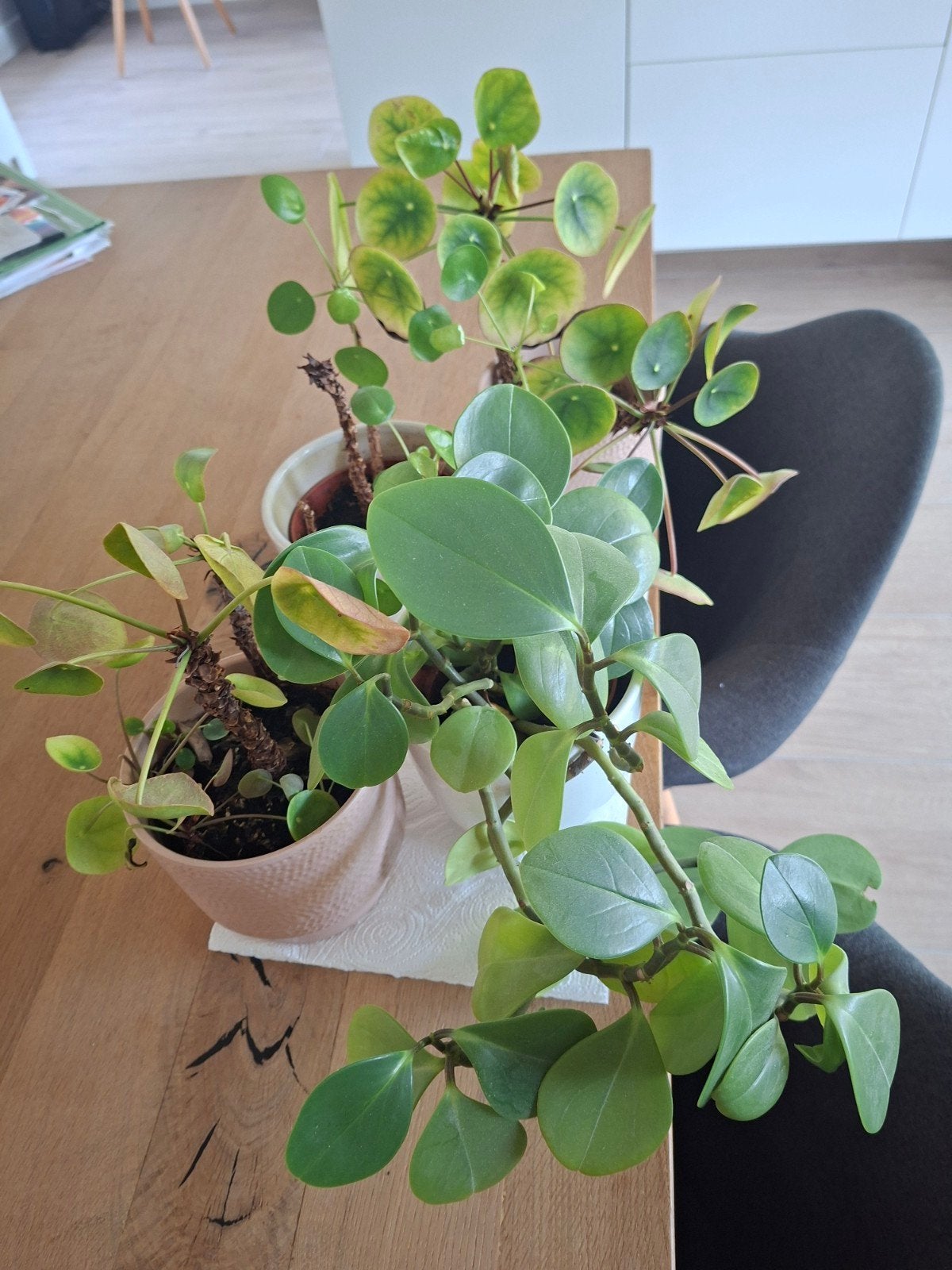 gratis af te halen, vier kamerplantjes, Huis en Inrichting, Kamerplanten, Ophalen, Halfschaduw, Minder dan 100 cm