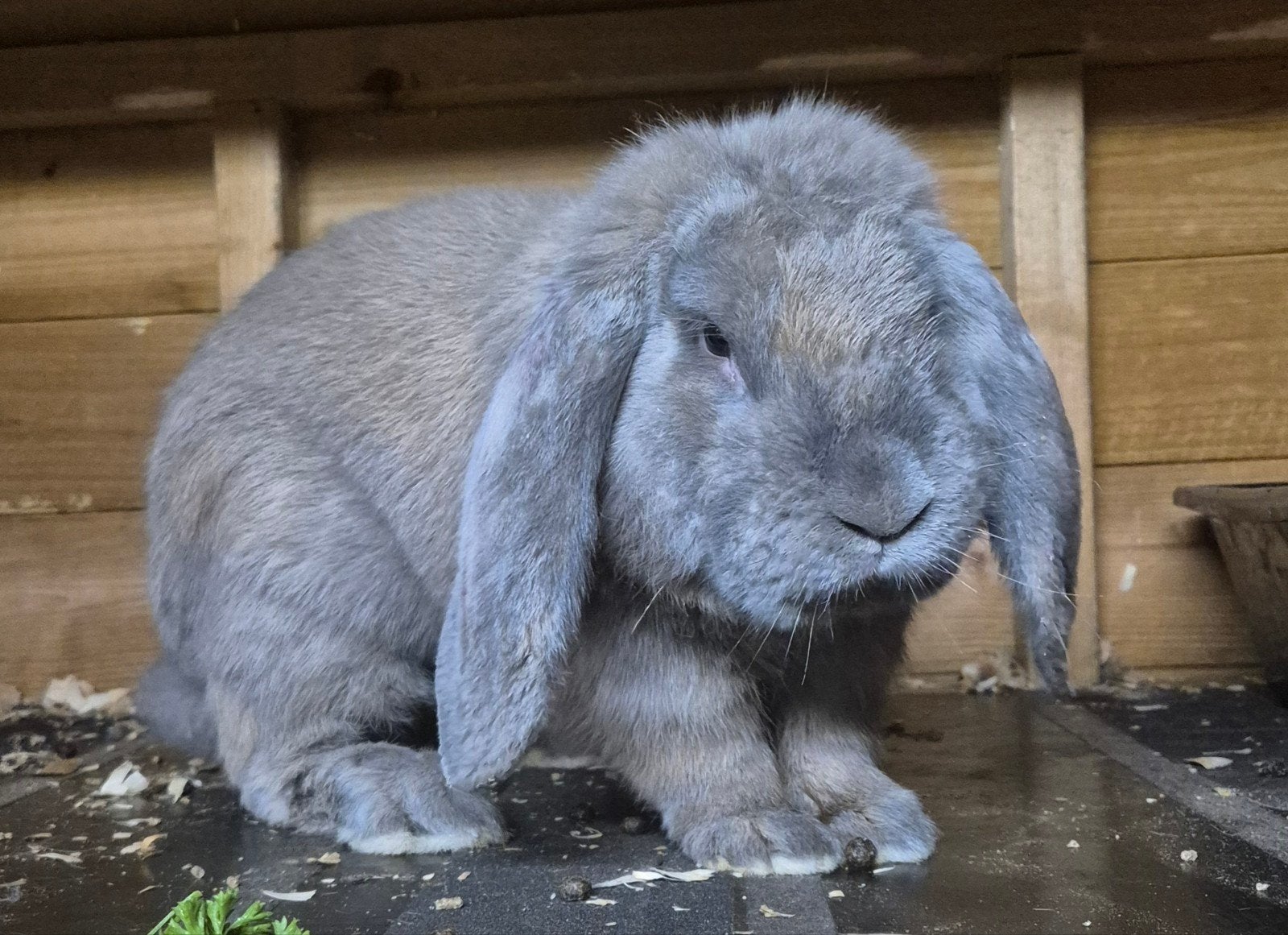 Franse hangoor ram ingeënt (Antwerpen), Dieren en Toebehoren, Konijnen, Mannelijk, Groot, Hangoor
