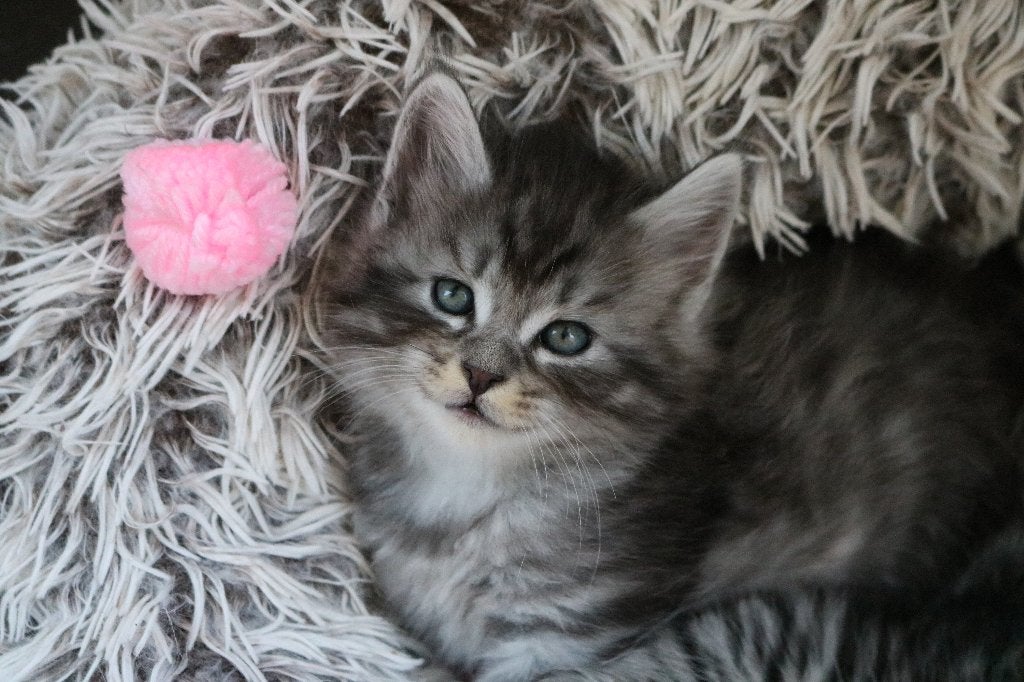Prachtige Maine coon x Noorse boskat Kitten, Dieren en Toebehoren, Kater, Ontwormd, 0 tot 2 jaar