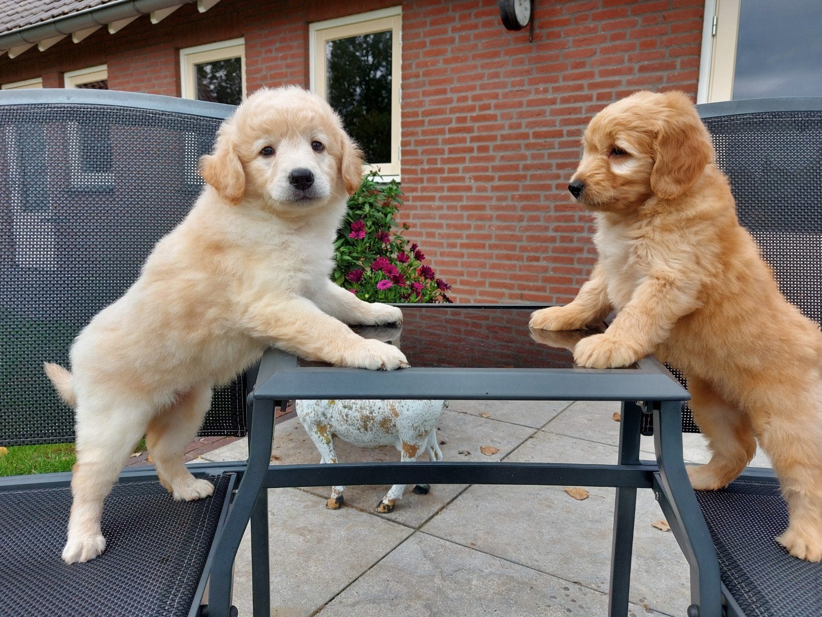 .Zeer mooie speelse goldendoodle F2., Dieren en Toebehoren, Honden | Retrievers, Spaniëls en Waterhonden, Meerdere dieren, Overige rassen