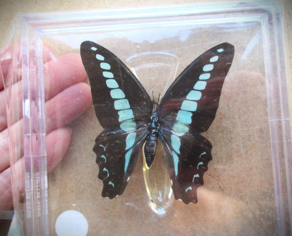 Vlinder Blauwe Driehoeksvlinder~Graphium Sarpedon, Ophalen of Verzenden, Zo goed als nieuw, Insect, Opgezet dier