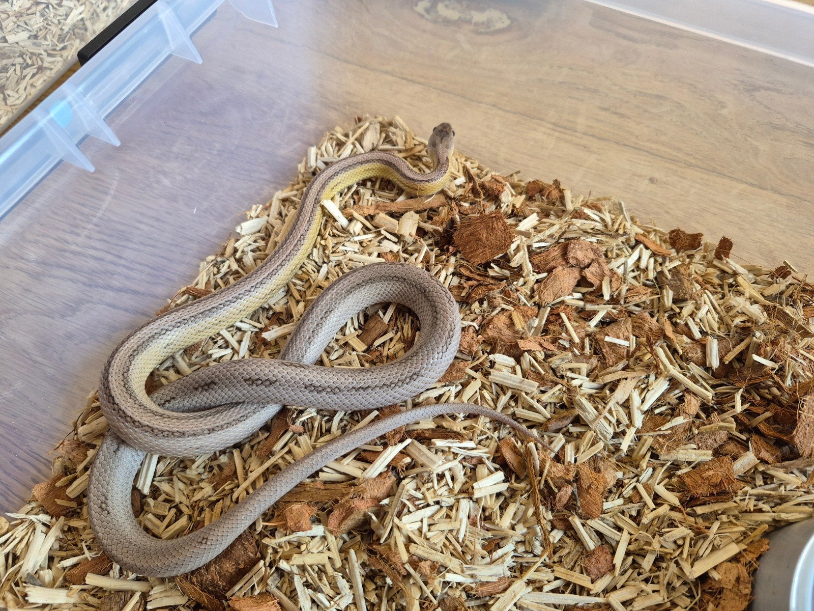 rattenslang anery striped het. sunkissed 2025 Rat Snake photo 3
