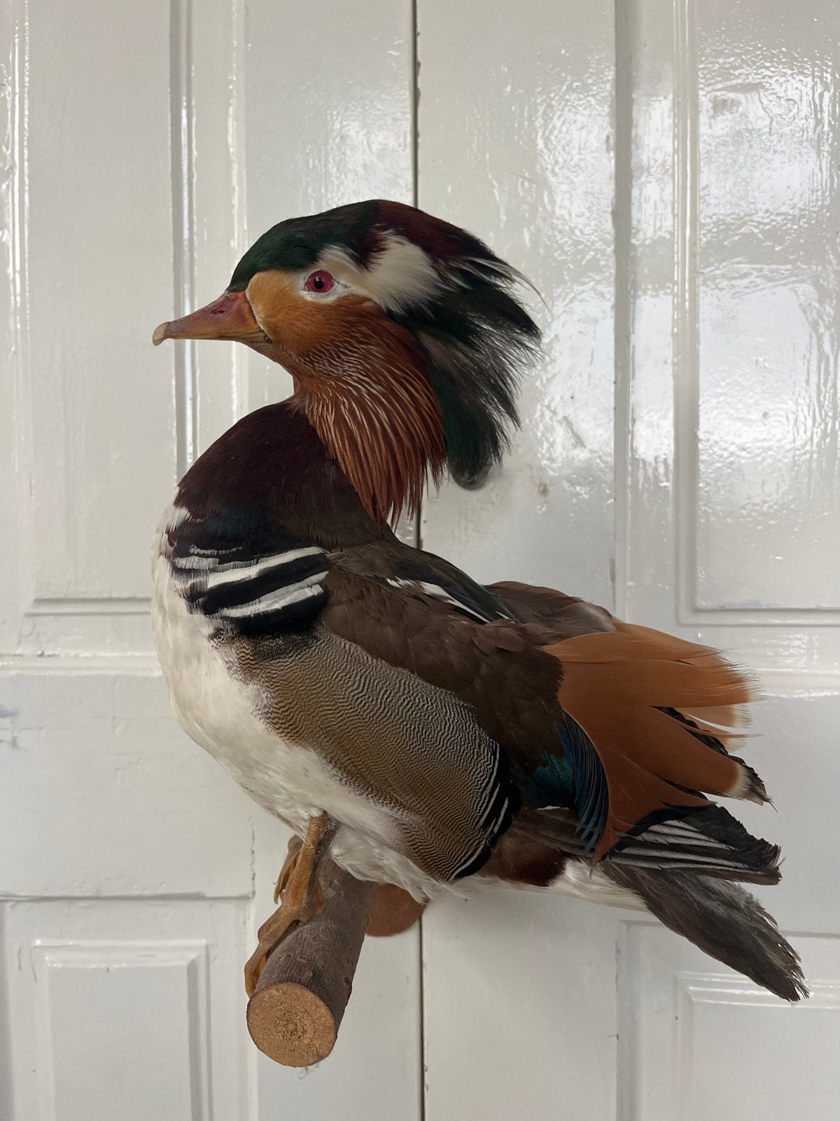 Prachtige opgezette Mandarijneend - Decoratief object, Verzenden, Zo goed als nieuw, Vogel, Opgezet dier