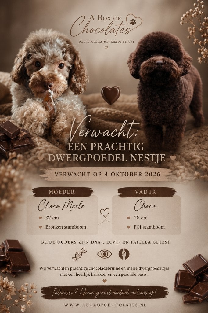 Nest aankondiging! Choco / Merle dwergpoedels, Poedel, 8 tot 15 weken, Parvo, Meerdere
