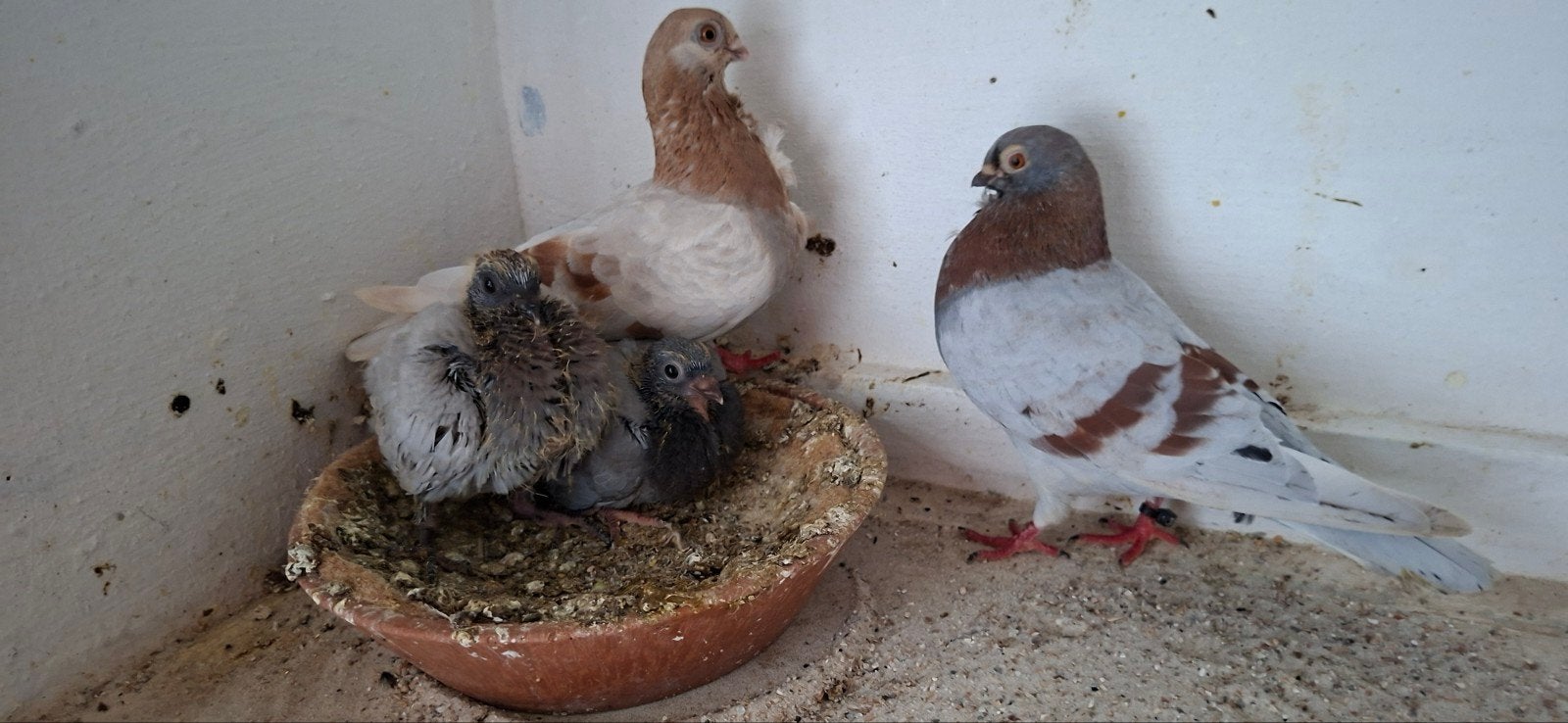 te koop een mooi kweek koppel figuitas meeuwen, Dieren en Toebehoren, Meerdere dieren, Overige soorten