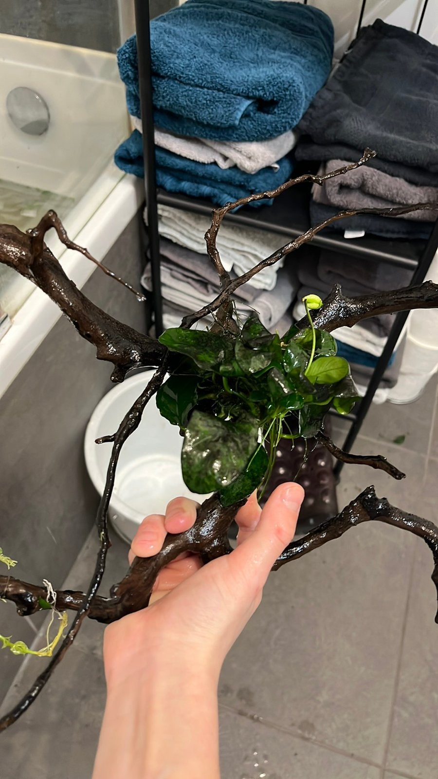 Groot spiderwood met plantjes, Dieren en Toebehoren, Ophalen, Zo goed als nieuw, Plant(en), Steen of Hout