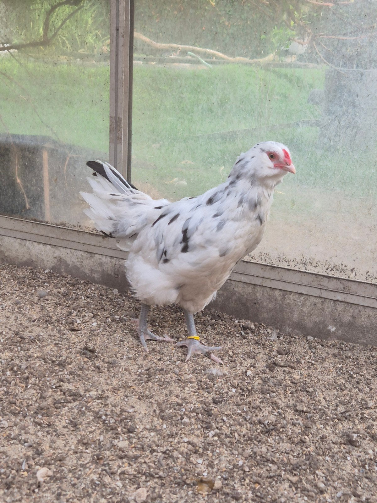 Ameraucana ermine haantjes, Mannelijk, Kip