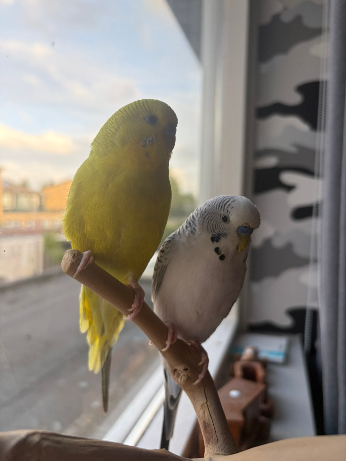 2 Grasparkiet mannen, Dieren en Toebehoren, Vogels | Parkieten en Papegaaien, Mannelijk, Parkiet, Tam