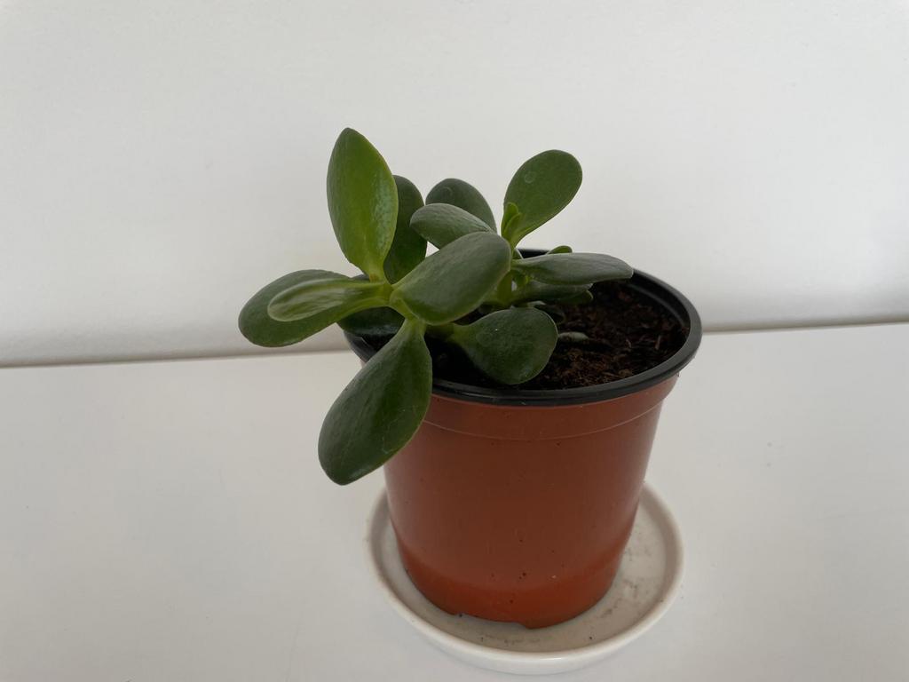 Crassula / centenboom kamerplant, Ophalen, Overige soorten, Halfschaduw, In pot