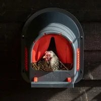 Amrock kalme legkip gestreepte zwart-witte sperwer kleurslag, Dieren en Toebehoren, Pluimvee, Meerdere dieren, Kip