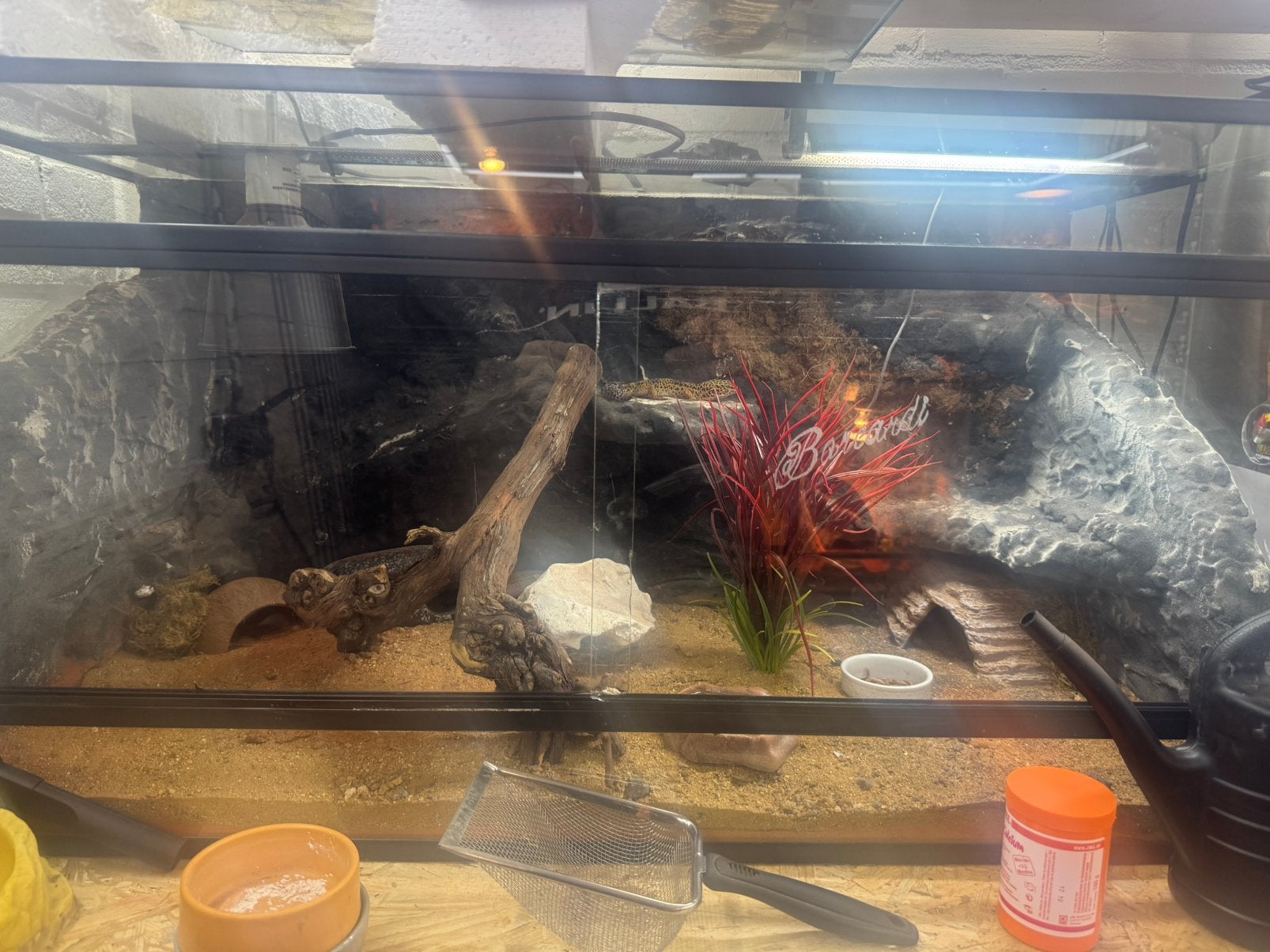 Terraium 100x50x40 en luipaard gekko, Dieren en Toebehoren, Ophalen of Verzenden, Zo goed als nieuw