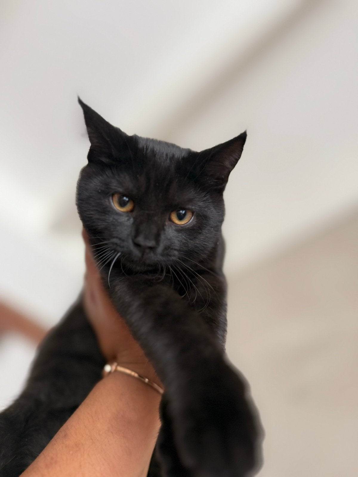 Britse korthaar kittens van gemengd ras, Kater