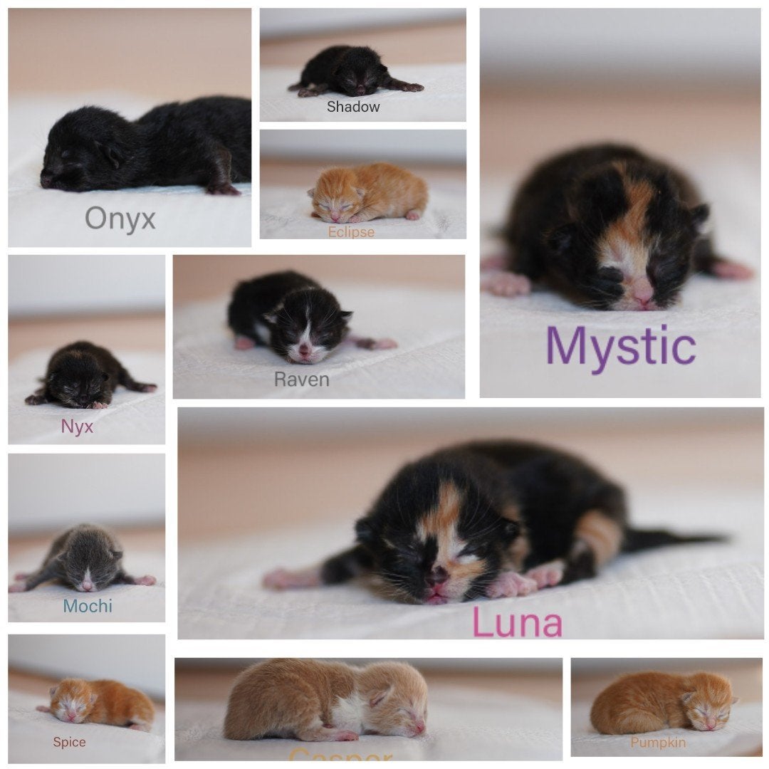 Half Maine Coon kittens, Meerdere dieren, Kortharig, 0 tot 2 jaar