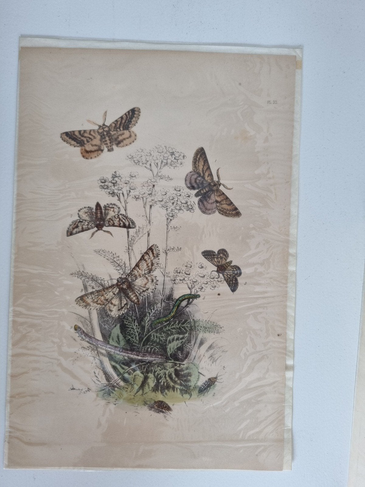 Antieke prenten van vlinders en rupsen, Ophalen of Verzenden, Flora en Fauna, Handgekleurd, 1800 - 1899