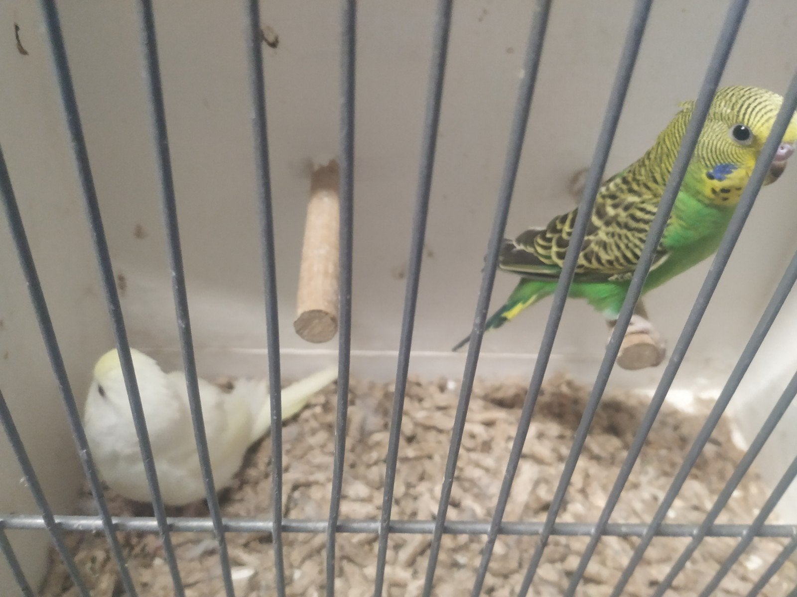 jonge vogels