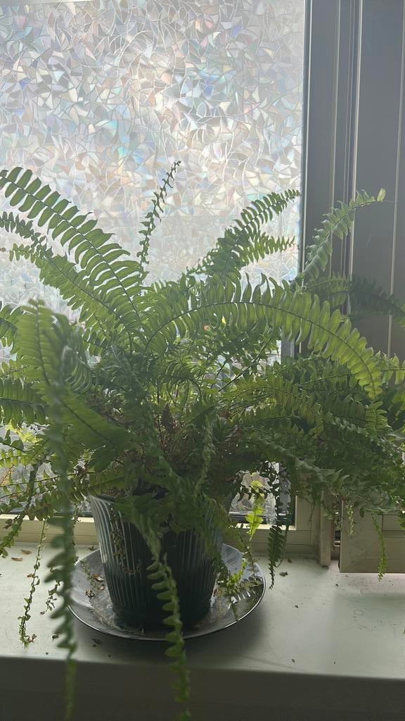 Boston fern/pot included, Ophalen of Verzenden