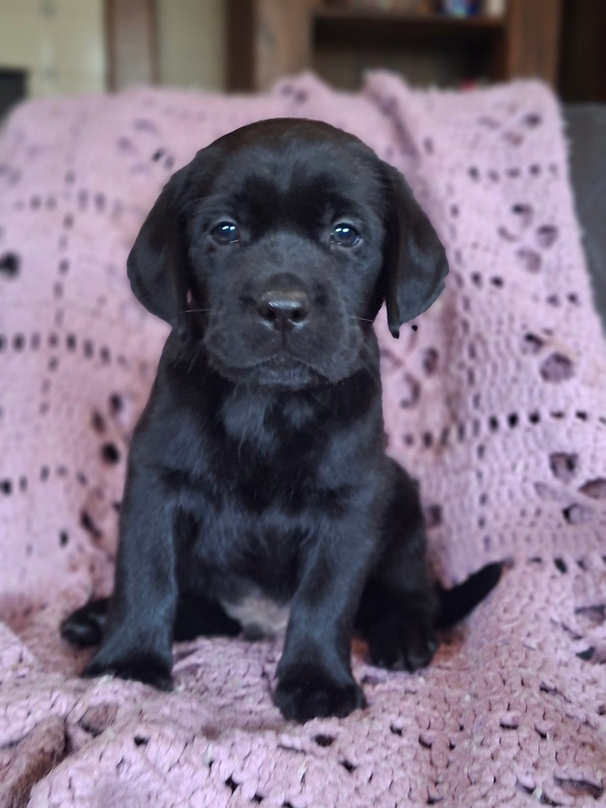 labrador retriever pup teefje zwart, Parvo, 8 tot 15 weken, Teef, Labrador retriever