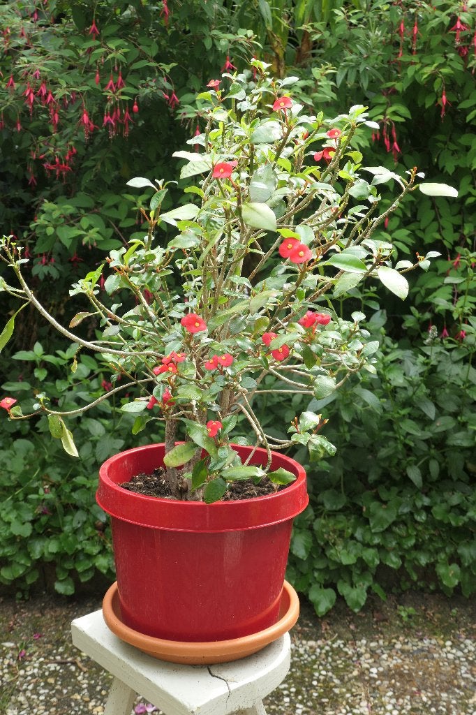 Euphorbia geroldii (doornloze christusdoorn), Ophalen, Overige soorten, In pot, Minder dan 100 cm